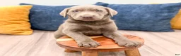 Labrador Retriever dogs for sale: Nora - Ad 2