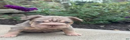 French Bulldog dogs for sale: ChiChi - Ad 16