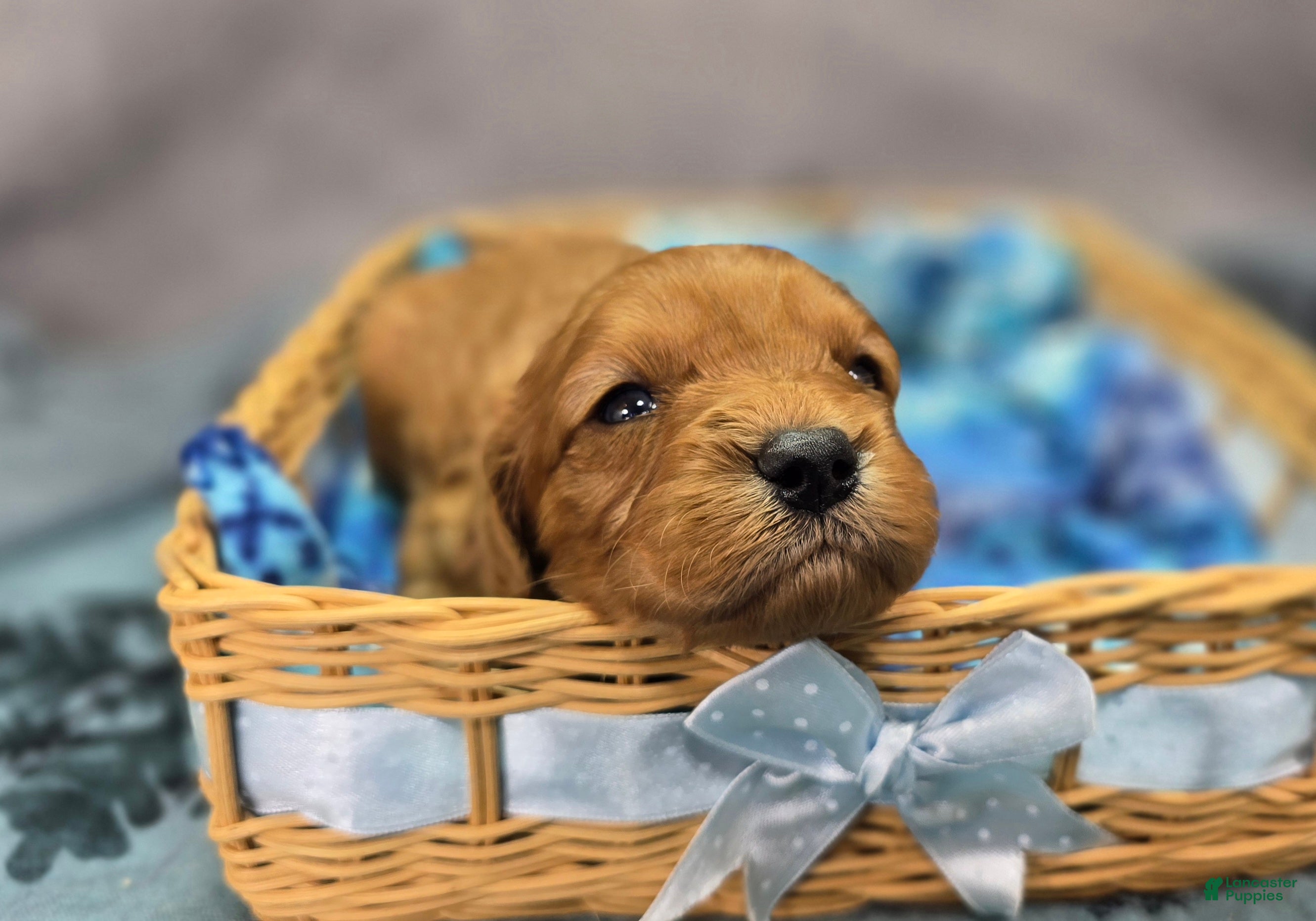 Cavapoo dogs Scarf - Ad 12