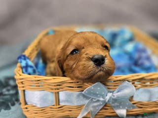 Cavapoo dogs Scarf - Ad 9