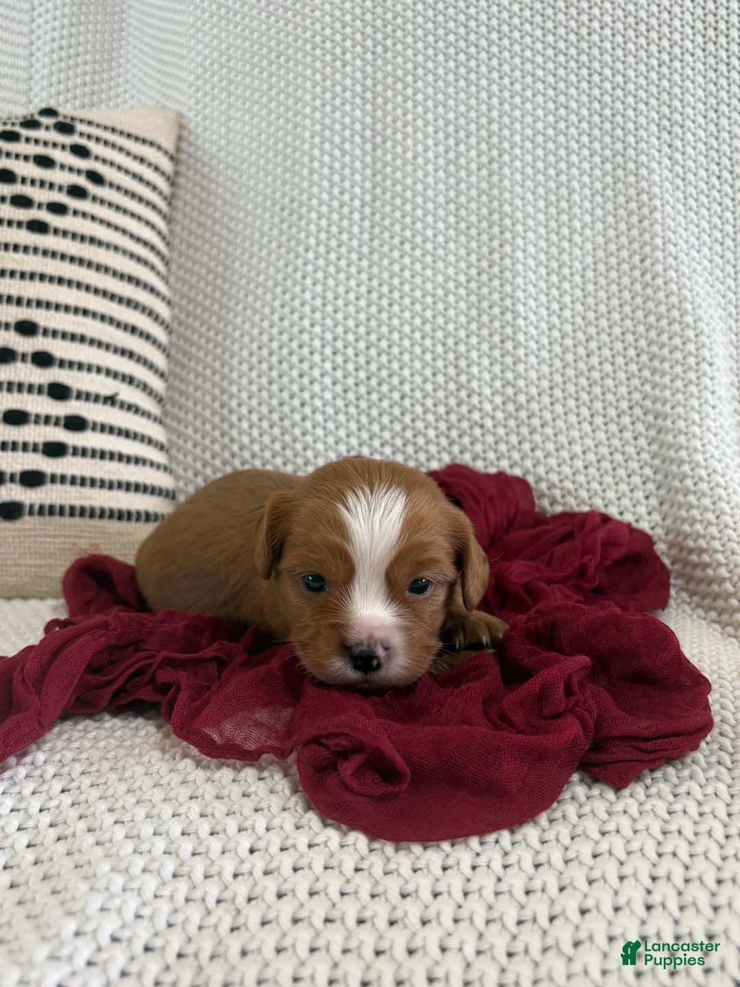 Cavapoo dogs for sale: Pickles - Ad 1
