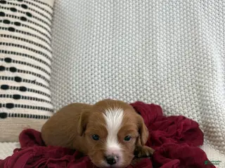 Cavapoo dogs for sale: Pickles - Ad 4