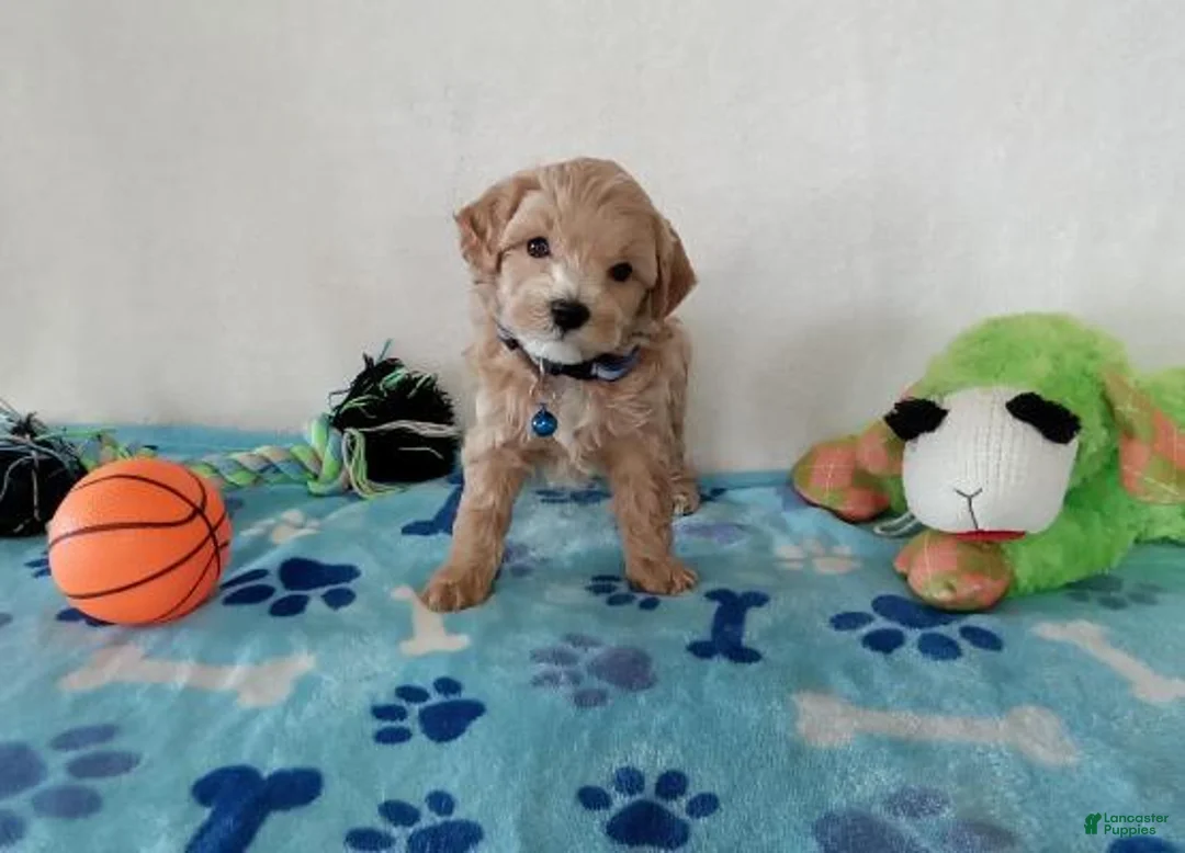 Maltipoo dogs for sale: Maltipoo Puppy 2met - Ad 3