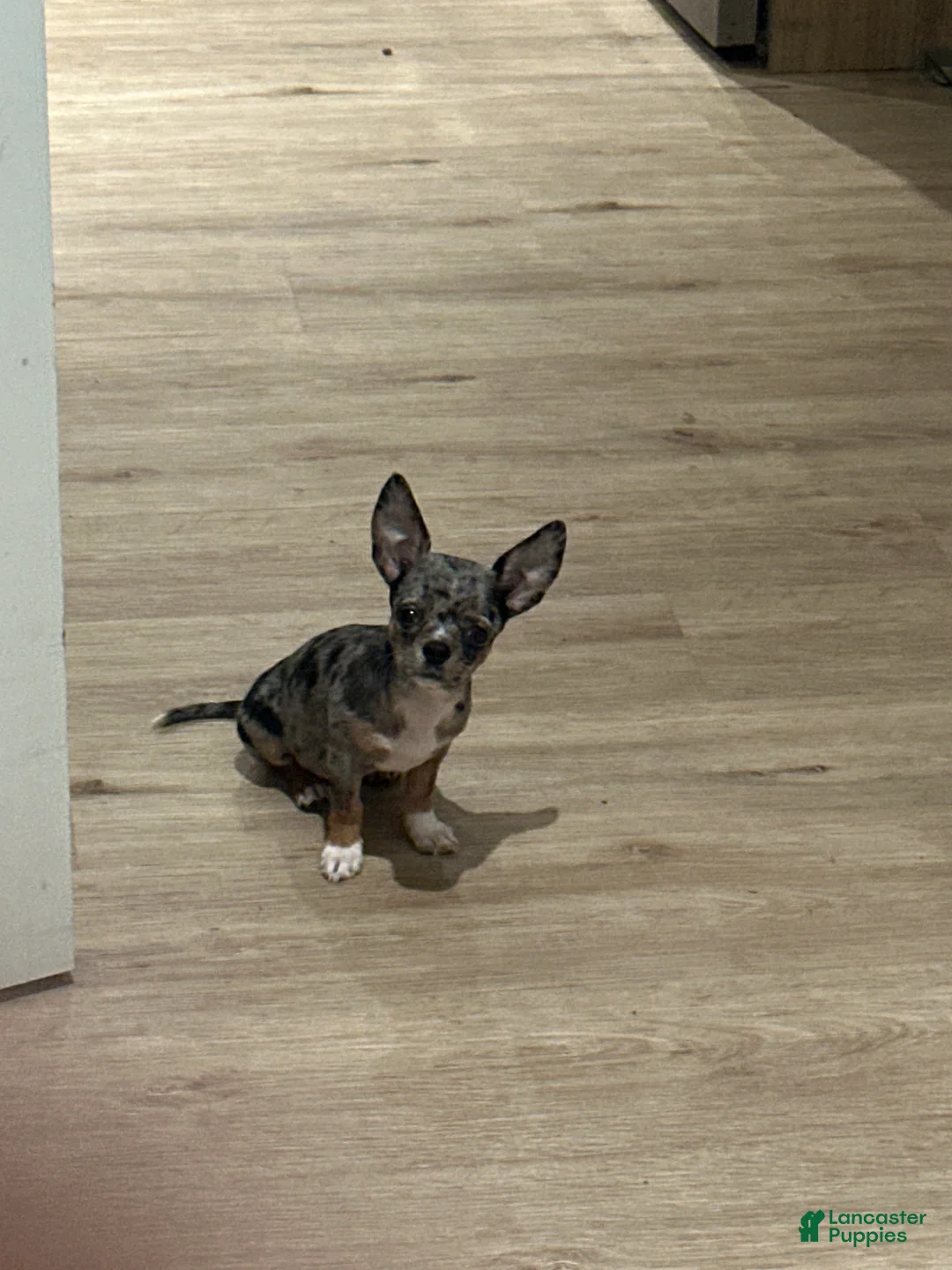 Chihuahua dogs for sale: Chihuahua Puppy 1 - Ad 3