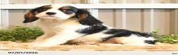 Cavalier King Charles Spaniel dogs for sale: Kurt - Ad 10