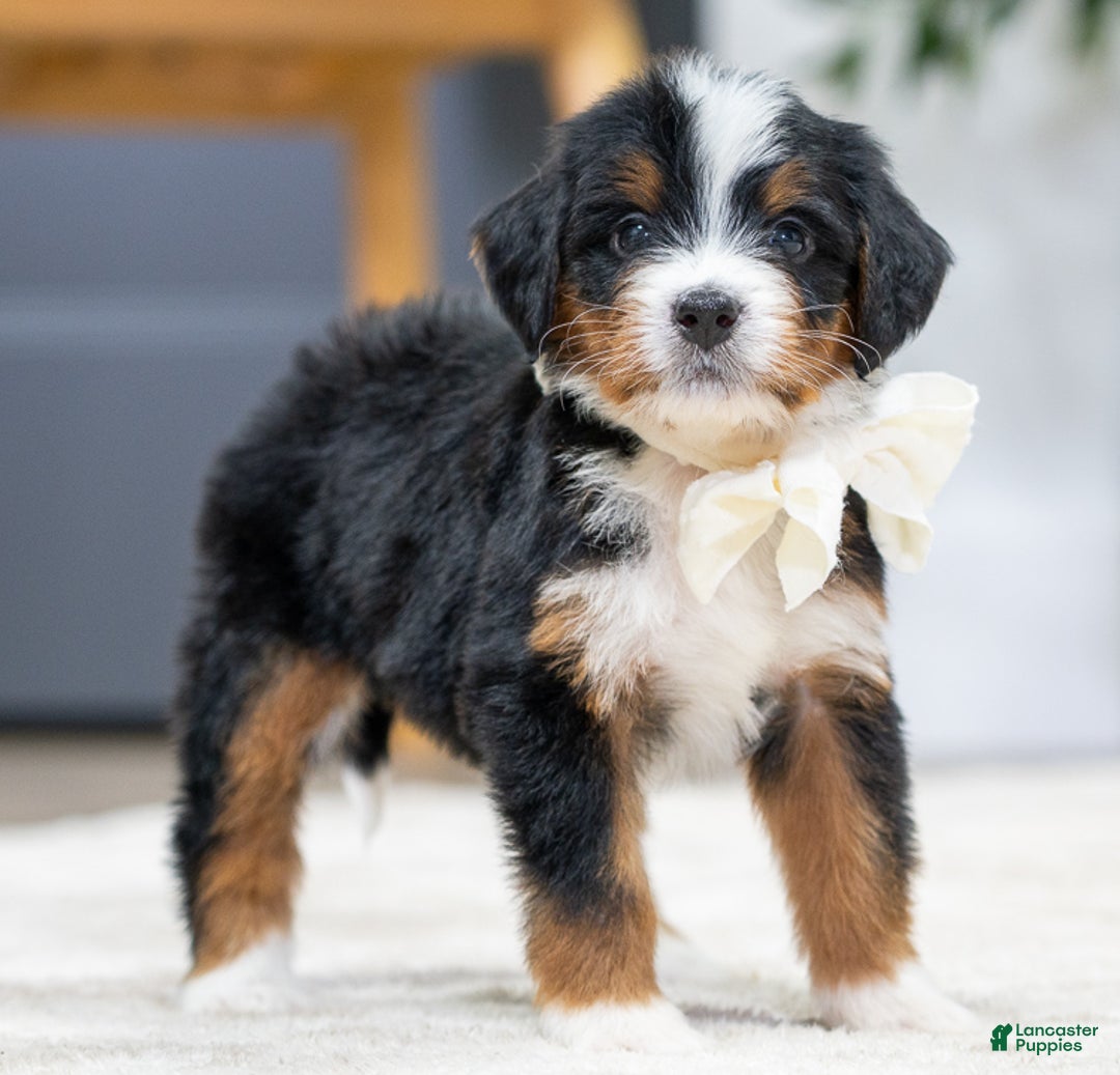 Mini Bernedoodle dogs for sale: Kona - Ad 3