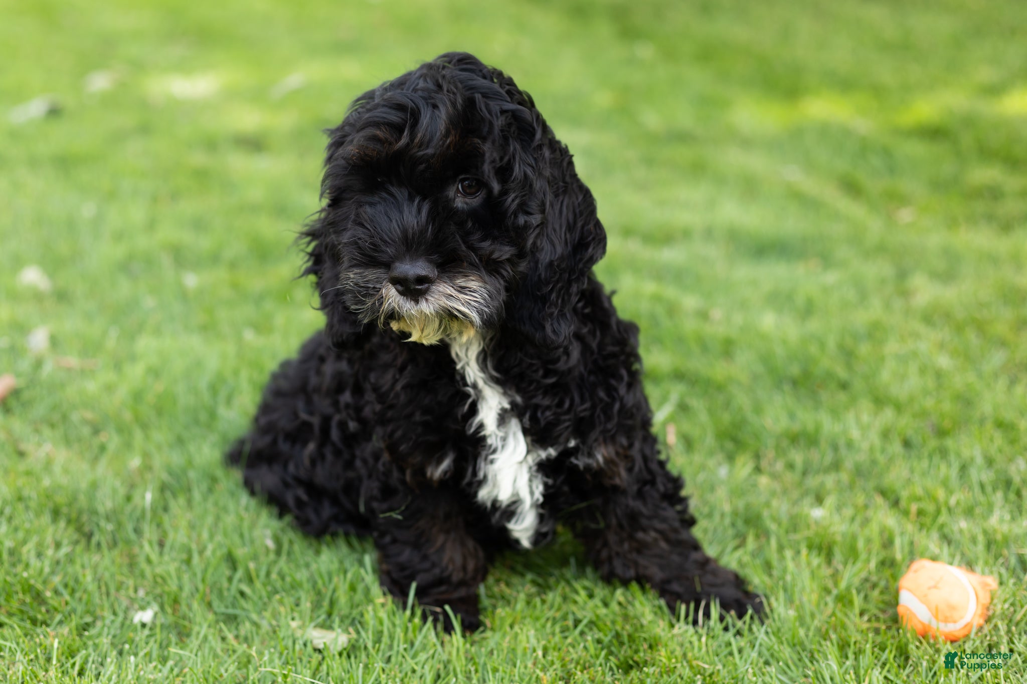 Cockapoo dogs Buster  - Ad 20