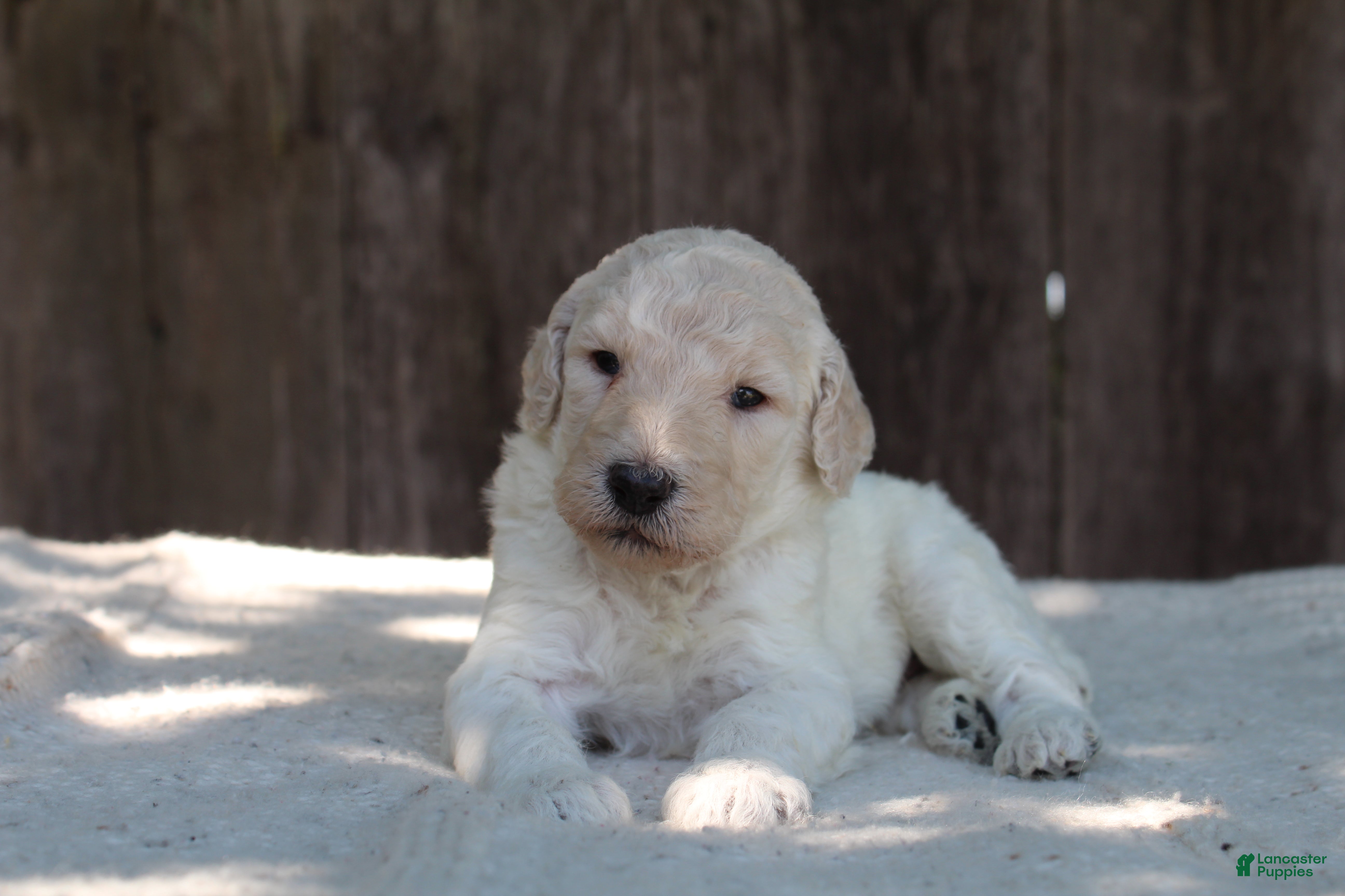 Standard Poodle dogs for sale: River AKC Standard Poodle  - Ad 7