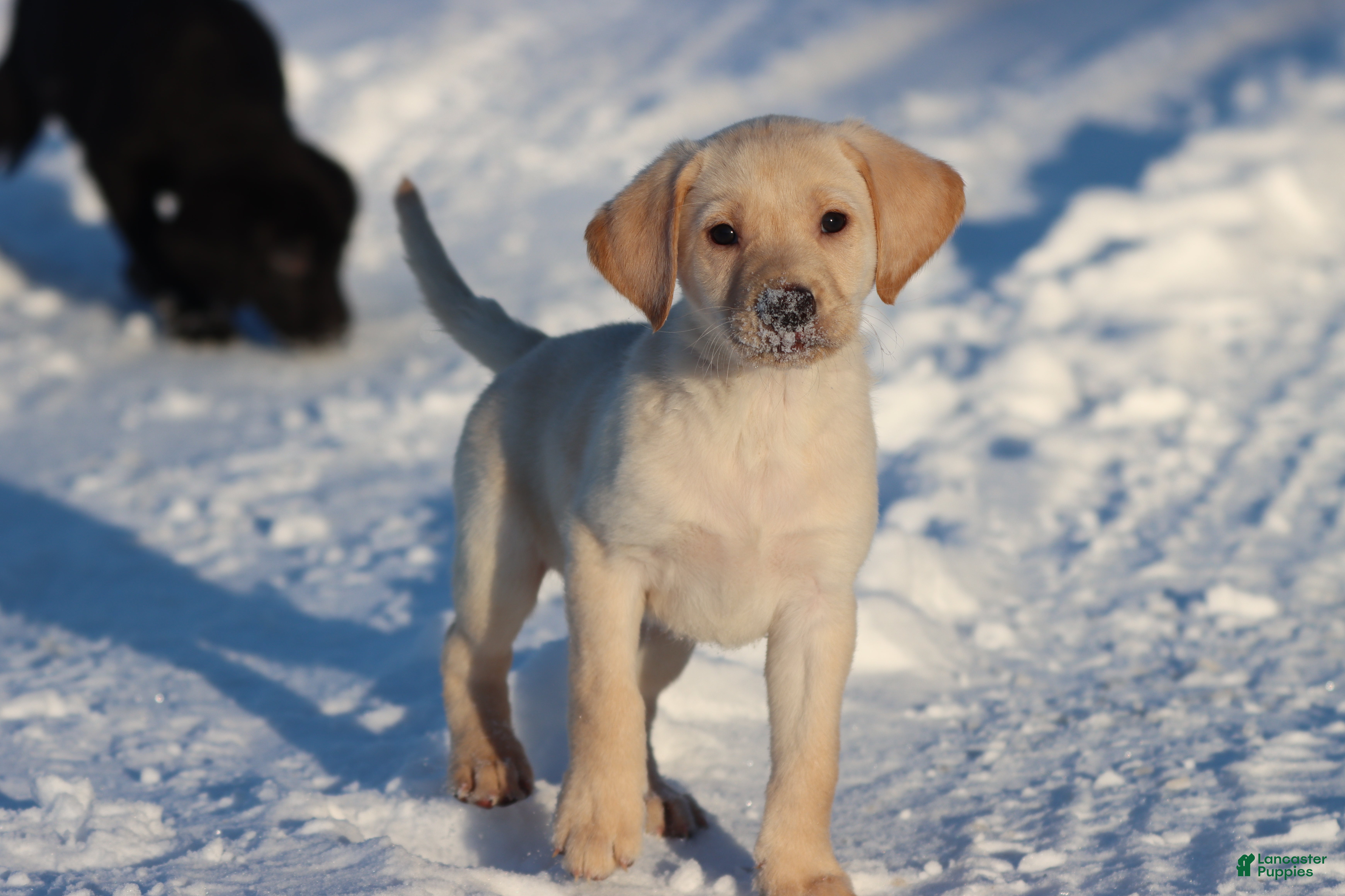 Labrador Retriever dogs Scout - Ad 14
