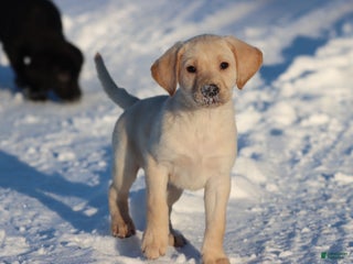 Labrador Retriever dogs Scout - Ad 37