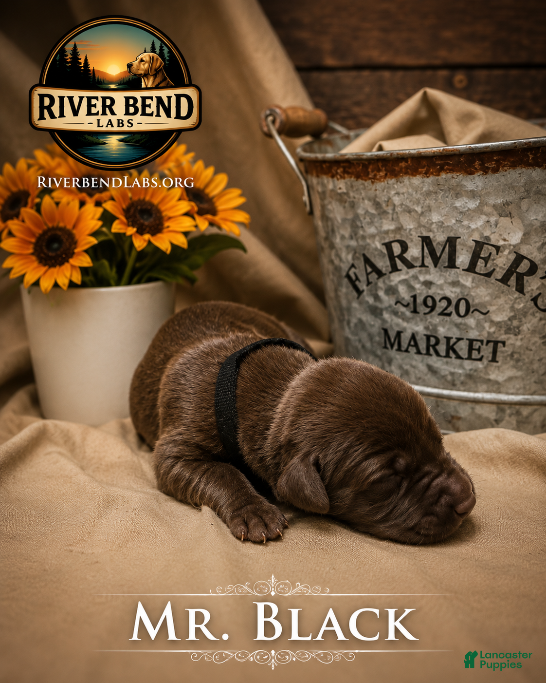 Labrador Retriever dogs Mr. Black - Ad 1
