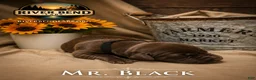 Labrador Retriever dogs for sale: Mr. Black - Ad 1