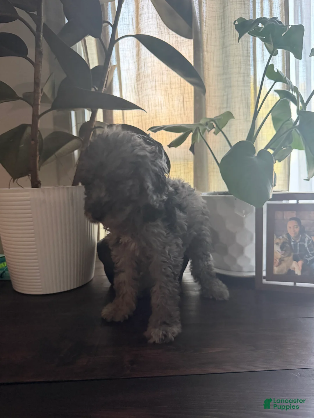 Labradoodle dogs for sale: Kehlani  - Ad 2