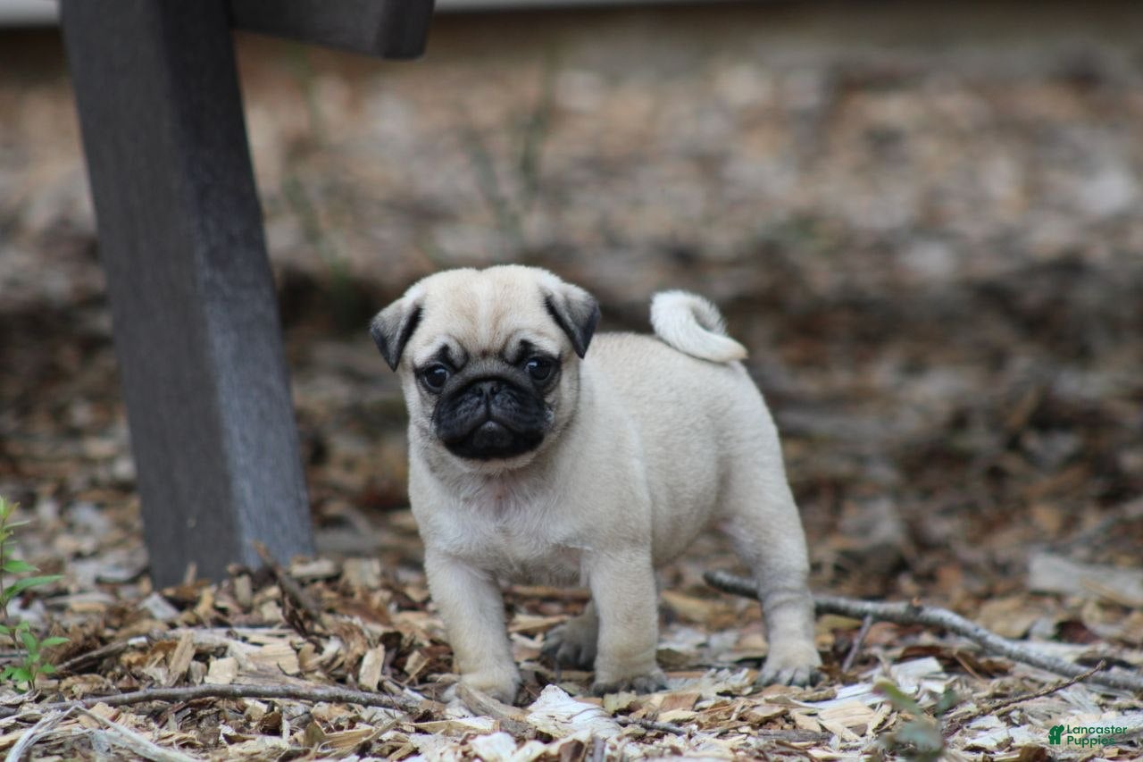 Pug dogs Charlotte - Ad 1