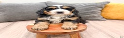 Mini Bernedoodle dogs for sale: Benji - Ad 7