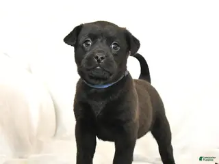 Mixed Breed dogs Morning Star - Ad 42