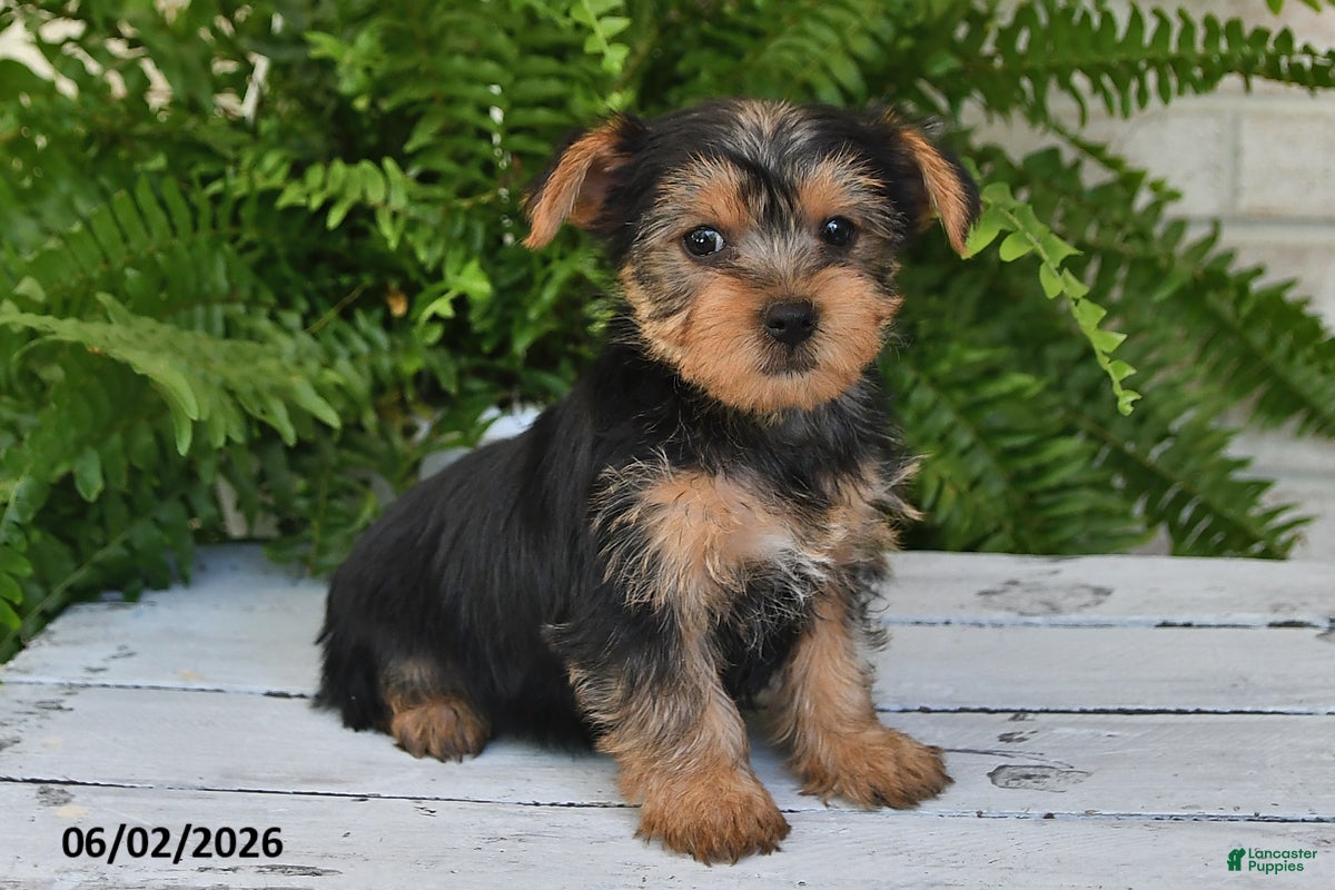 Yorkshire Terrier dogs for sale: Tinker - Ad 5