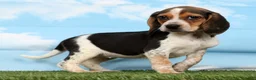 Beagle dogs for sale: Kayla - Ad 3