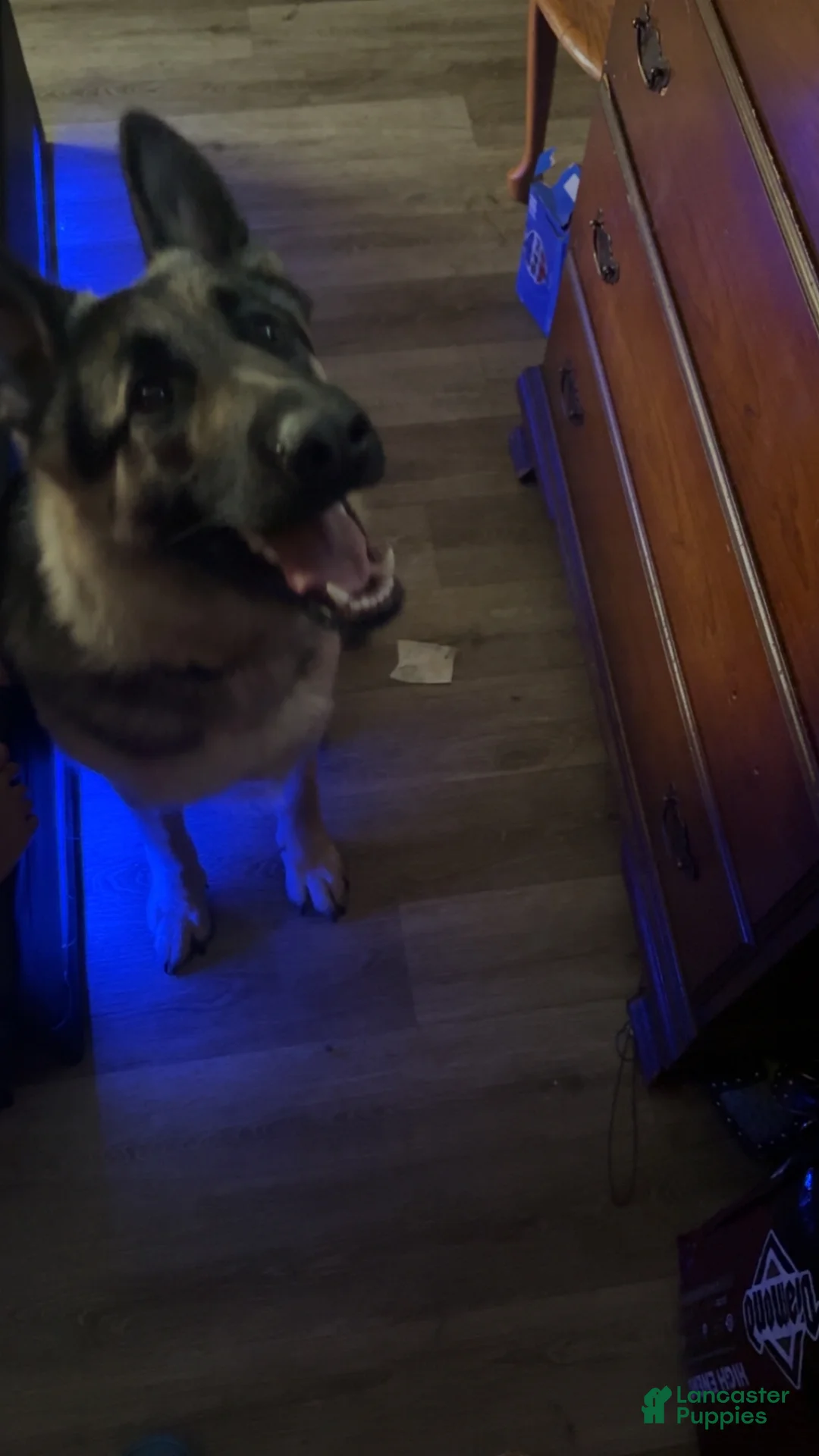 Mixed Breed dogs for stud: King German shepherd - Ad 4