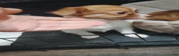 Chihuahua dogs for sale: Ella (teacup) - Ad 3