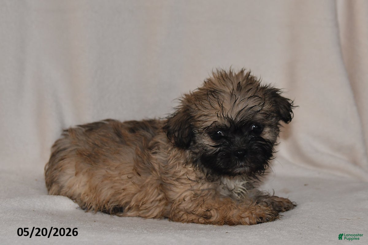 Teddy Bear dogs Penny - Ad 1
