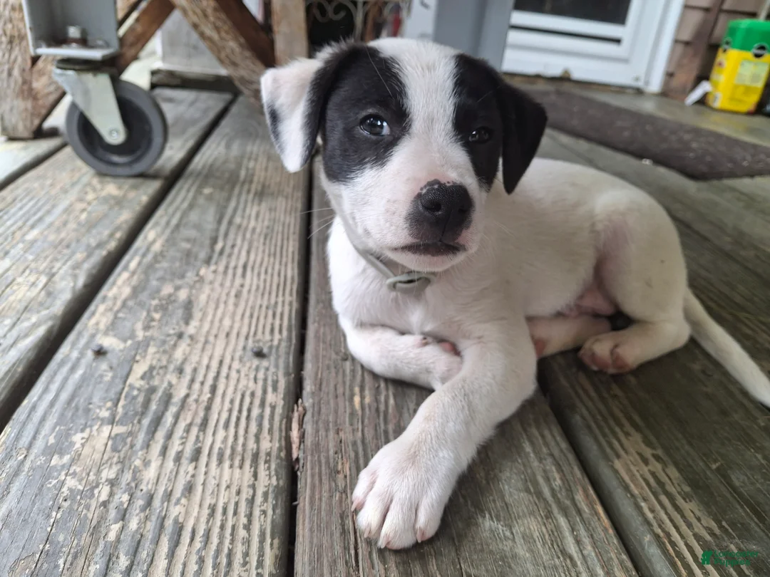 Jack Russell Terrier dogs for sale: Jack Russell Terrier 1 - Ad 2