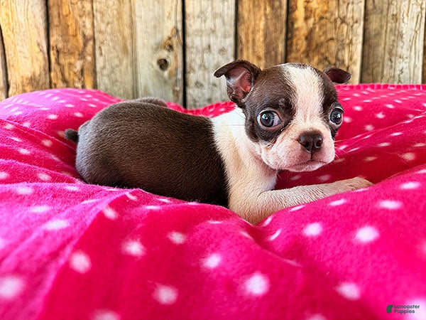 Boston Terrier dogs Paprika - Ad 2
