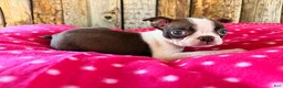 Boston Terrier dogs for sale: Paprika - Ad 2