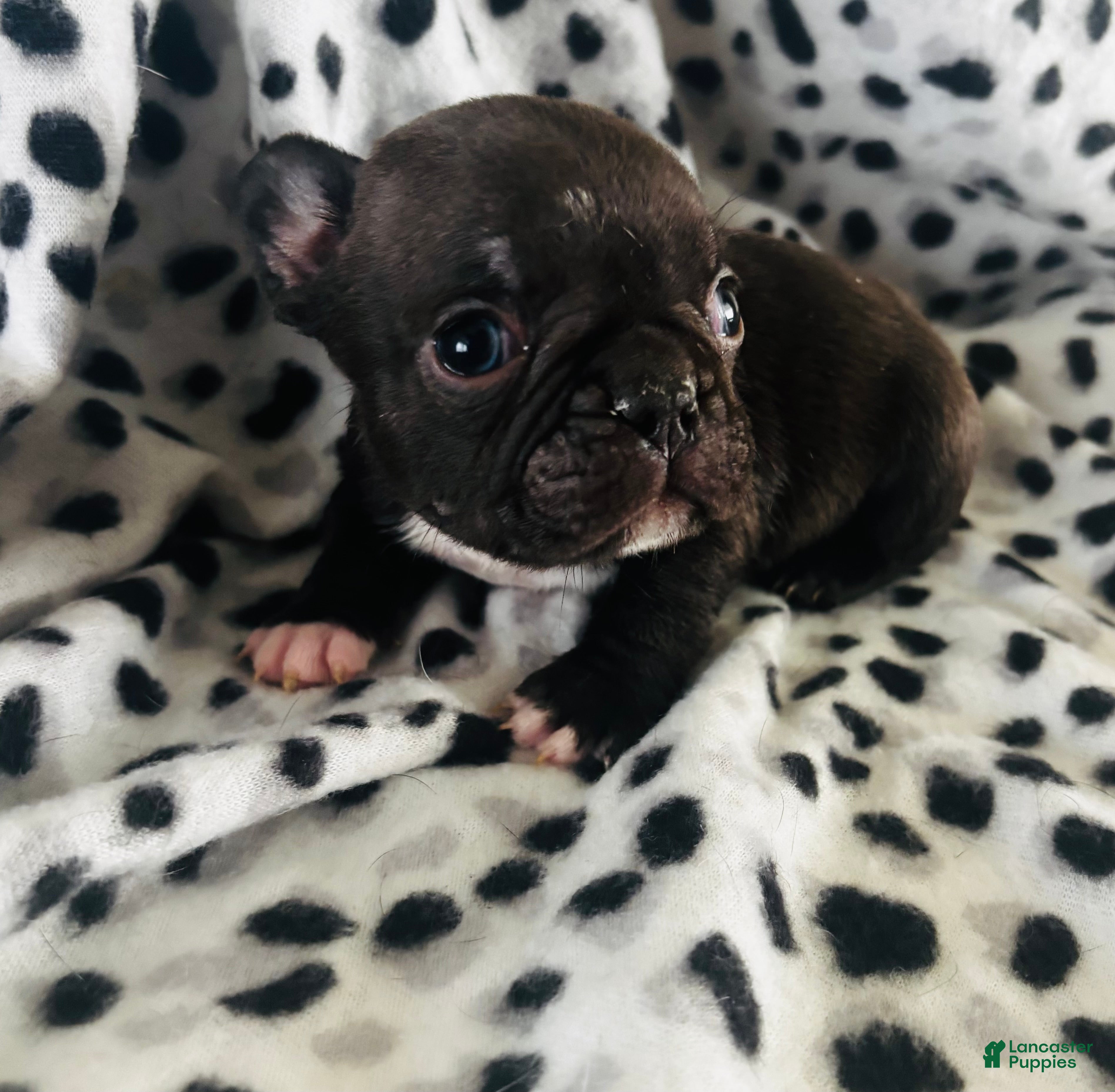 Mixed Breed dogs Milo - Ad 28