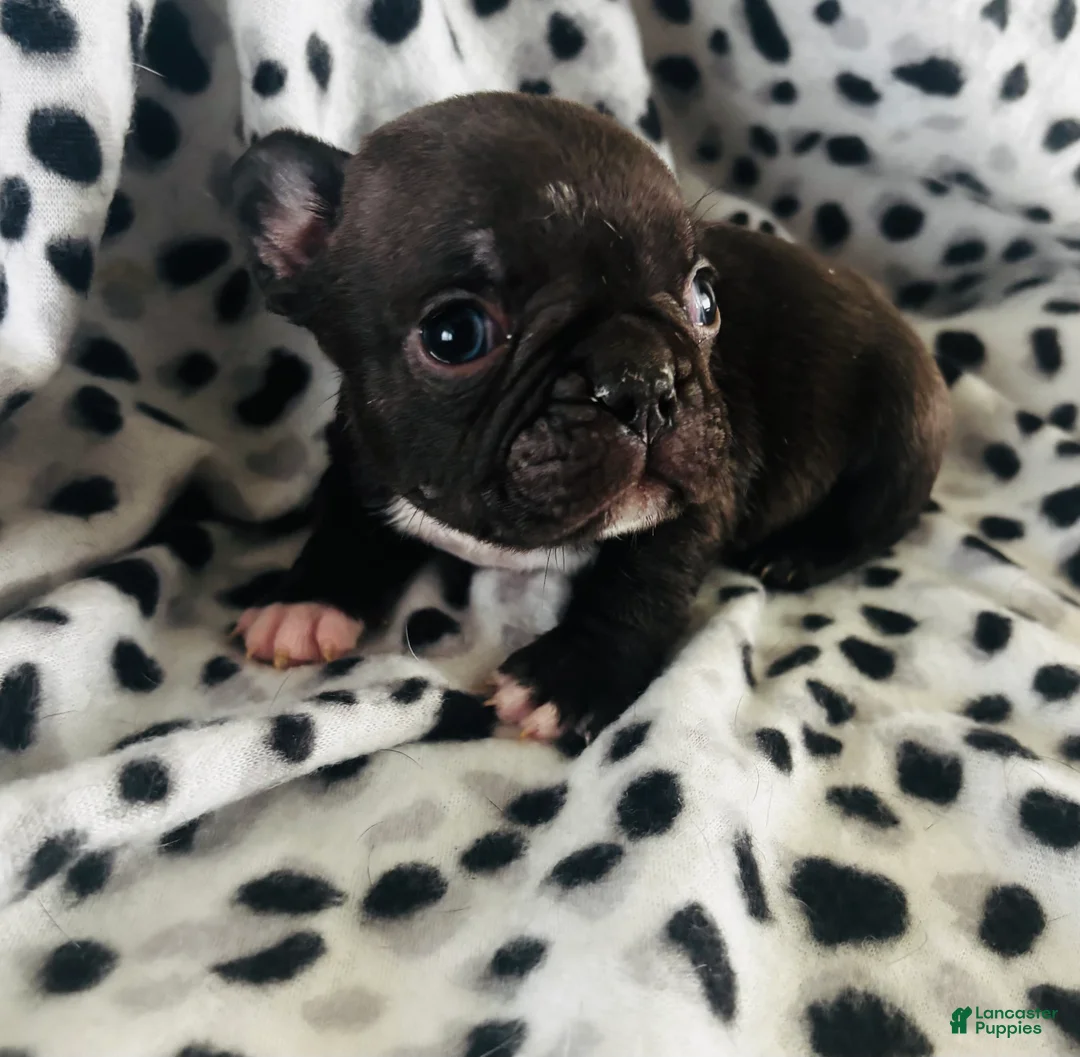 Mixed Breed dogs for sale: Milo - Ad 2