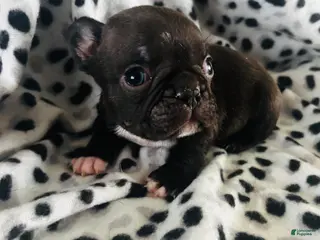 Mixed Breed dogs Milo - Ad 28