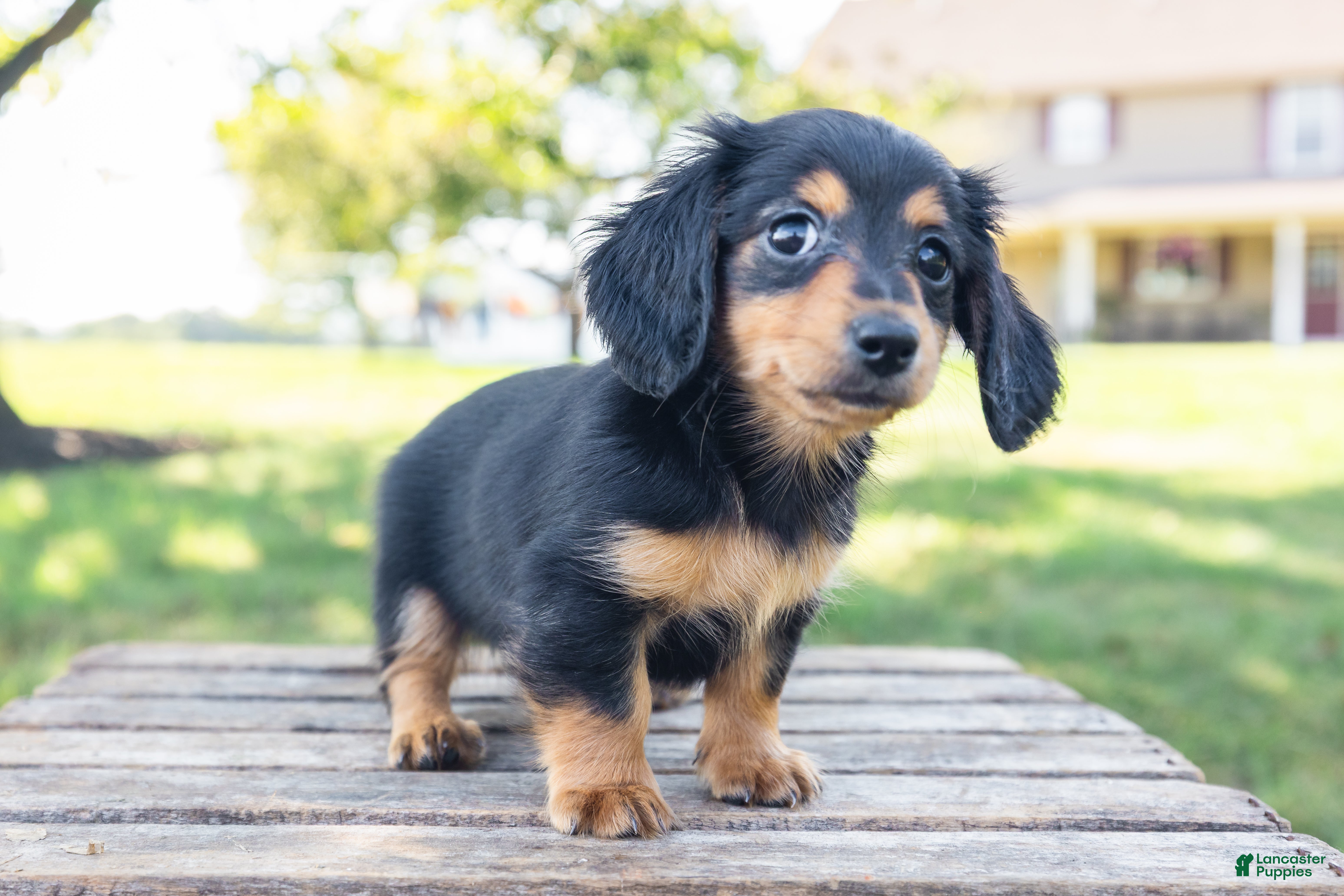 Miniature Dachshund dogs Diva - Ad 2