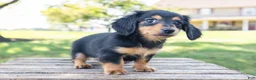 Miniature Dachshund dogs for sale: Diva - Ad 8