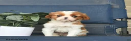 Cavalier King Charles Spaniel dogs for sale: Clover  - Ad 2