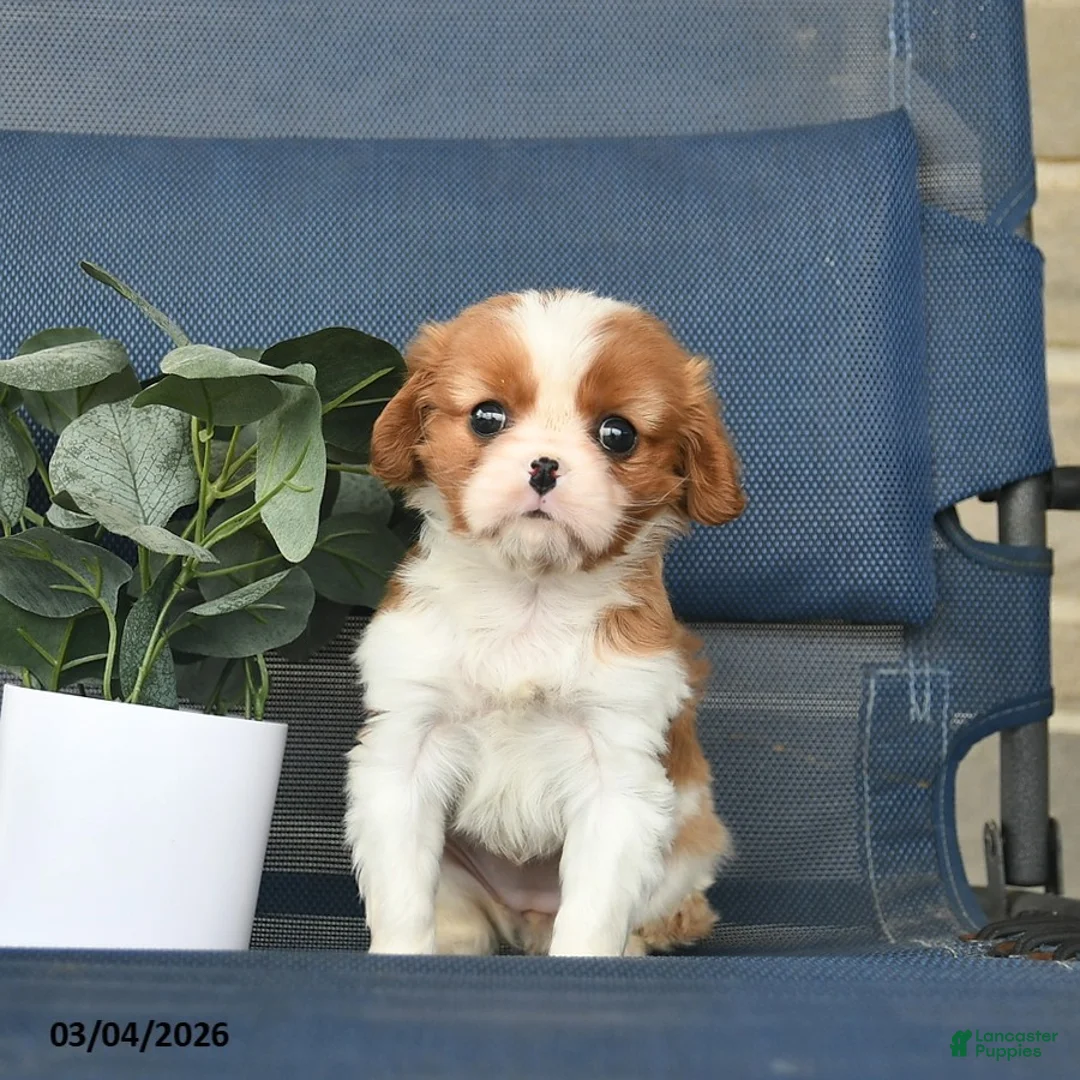 Cavalier King Charles Spaniel dogs for sale: Clover  - Ad 2