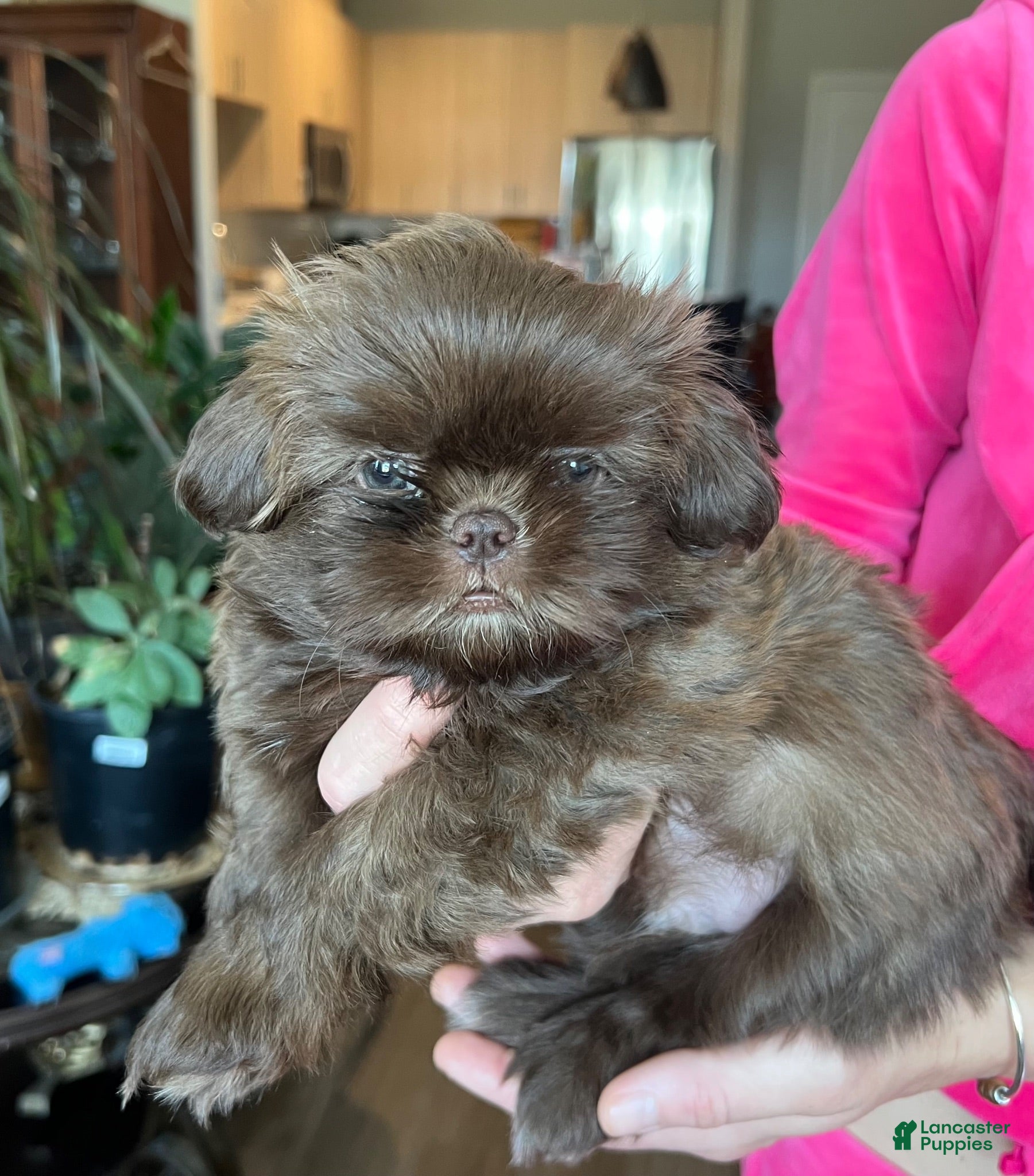 Shih Tzu dogs for sale: Kenny - Ad 2