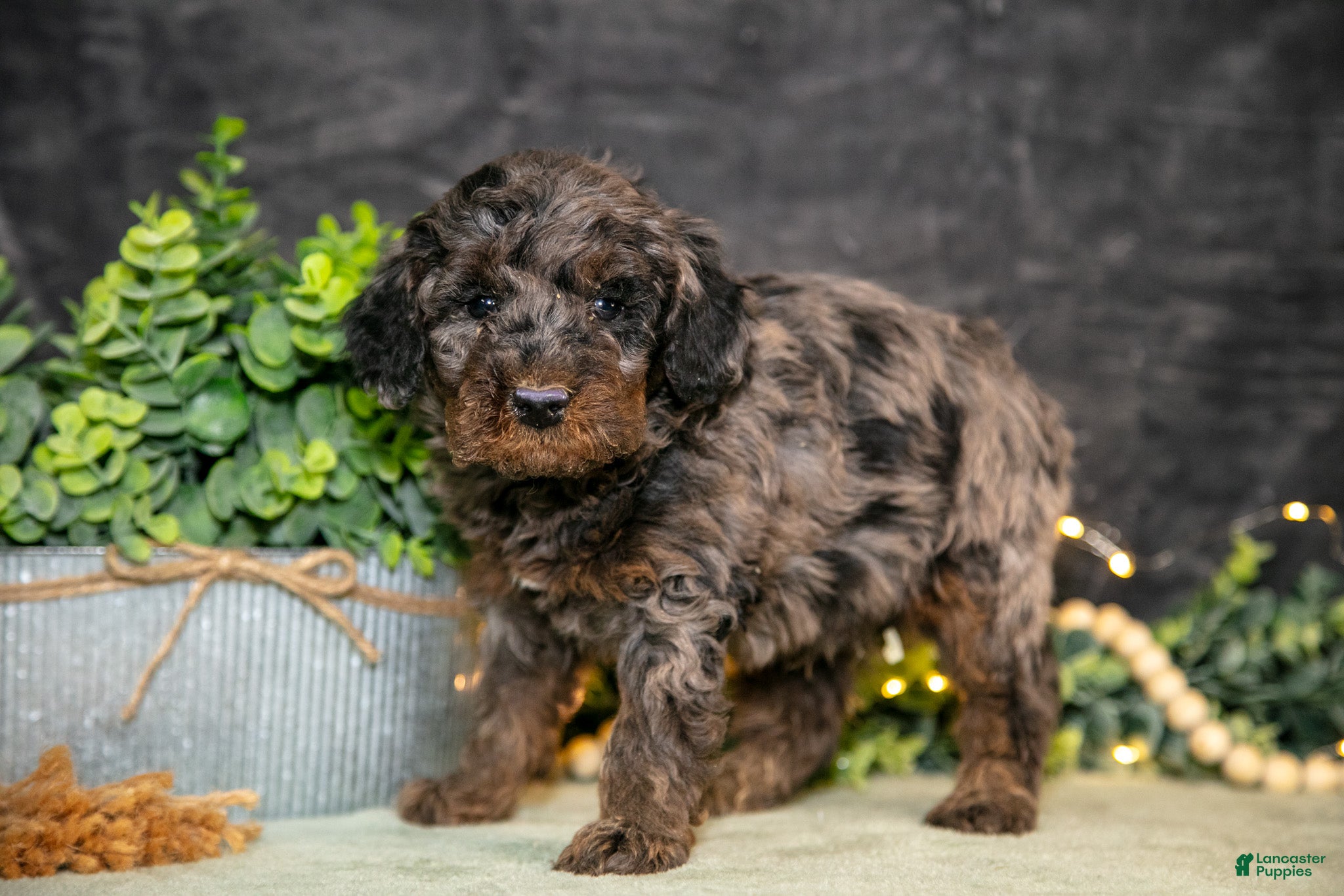 Miniature Poodle dogs Karter - Ad 2
