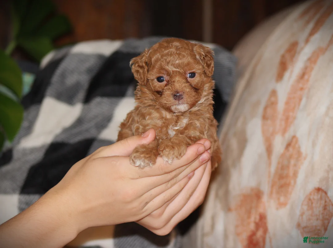 Toy Poodle dogs for sale: Sahara - Ad 7