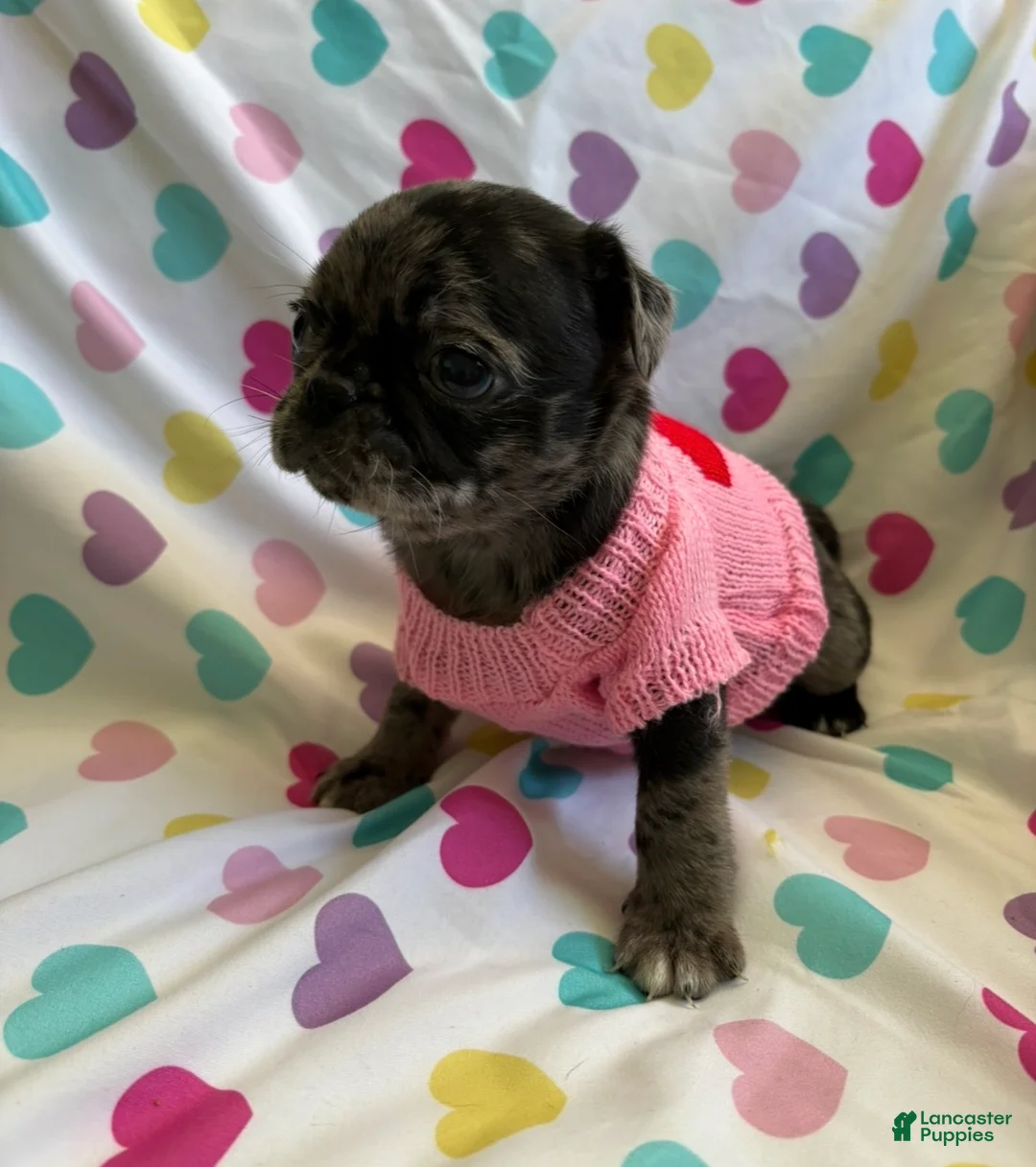 Pug dogs for sale: Elphaba - Ad 3