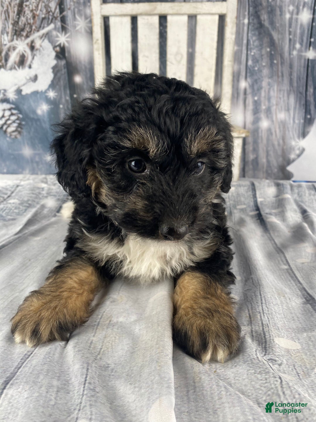Aussiedoodle dogs for sale: Clarabell - Ad 8