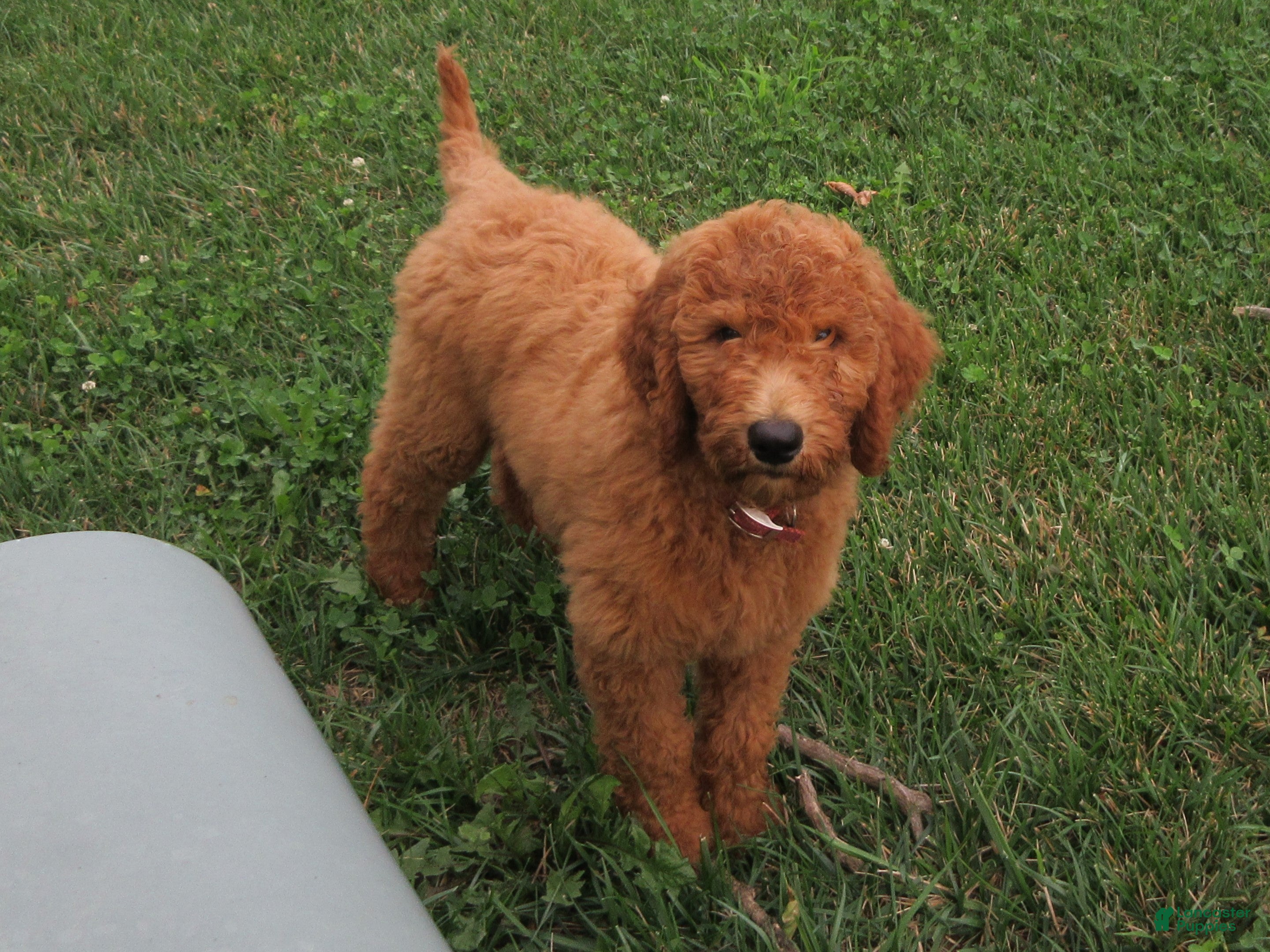 Goldendoodle dogs Rosie - Ad 1