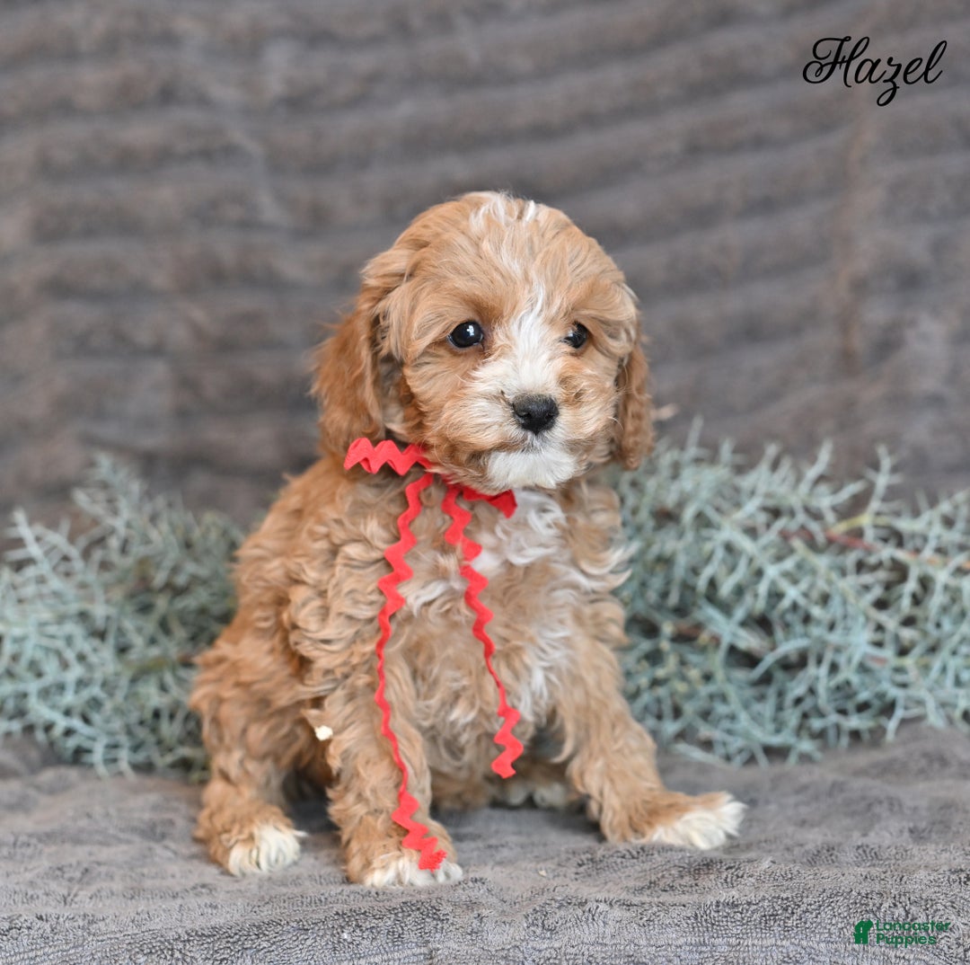 Cockapoo dogs for sale: Hazel - Ad 6