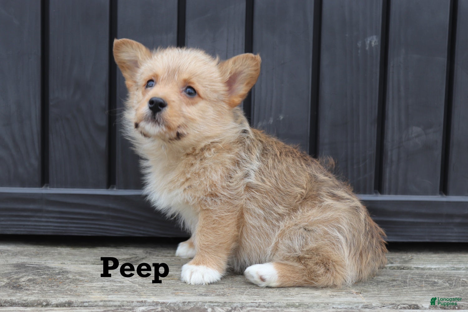 Corgipoo dogs Peep - Ad 1