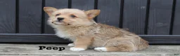 Corgipoo dogs for sale: Peep - Ad 1