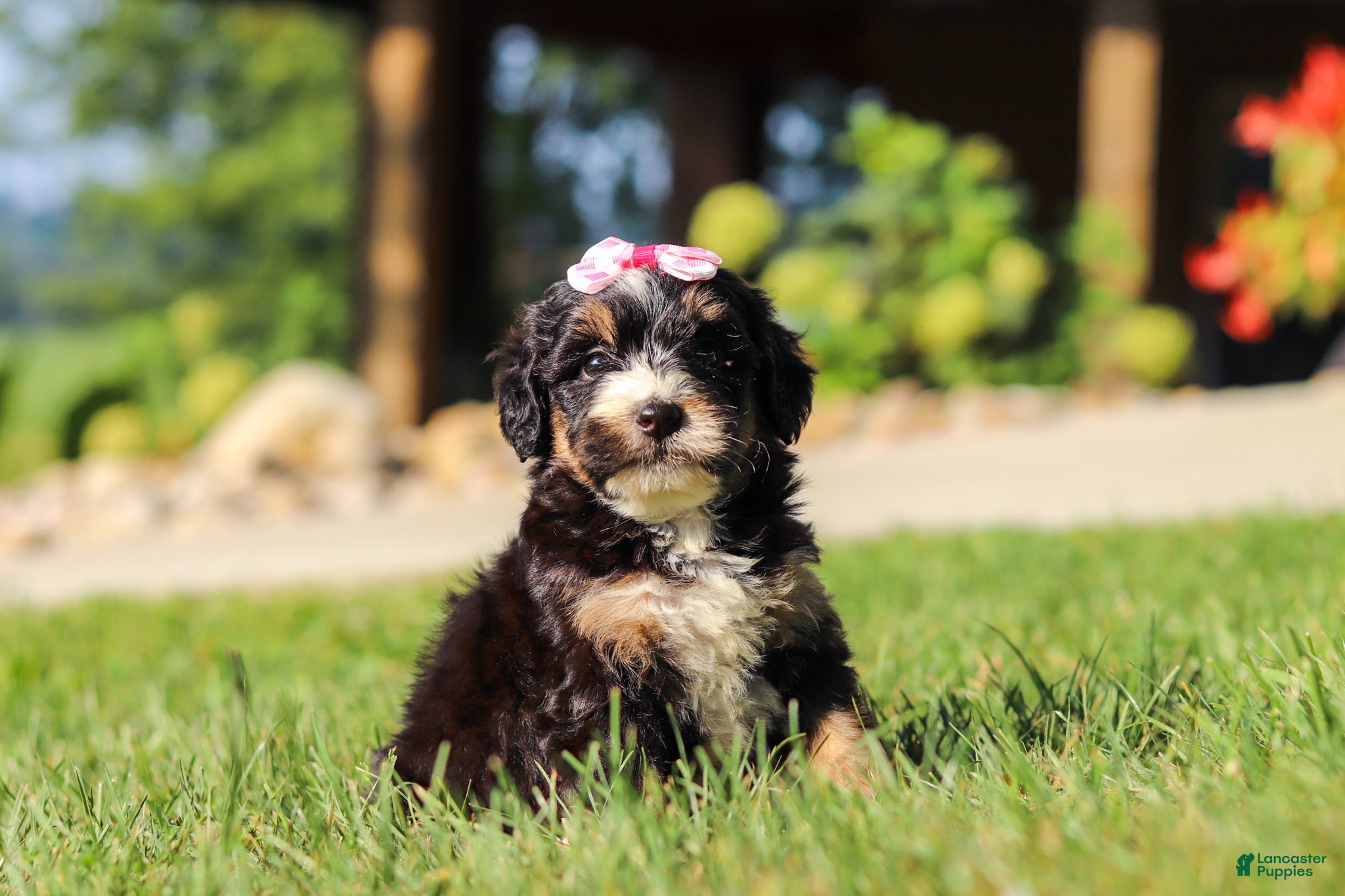 Mini Bernedoodle dogs for sale: Nova - Ad 2