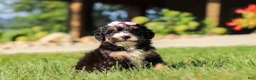 Mini Bernedoodle dogs for sale: Nova - Ad 2