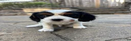 Cavalier King Charles Spaniel dogs for sale: Cavalier King Charles Spaniel Puppy 3 - Ad 10