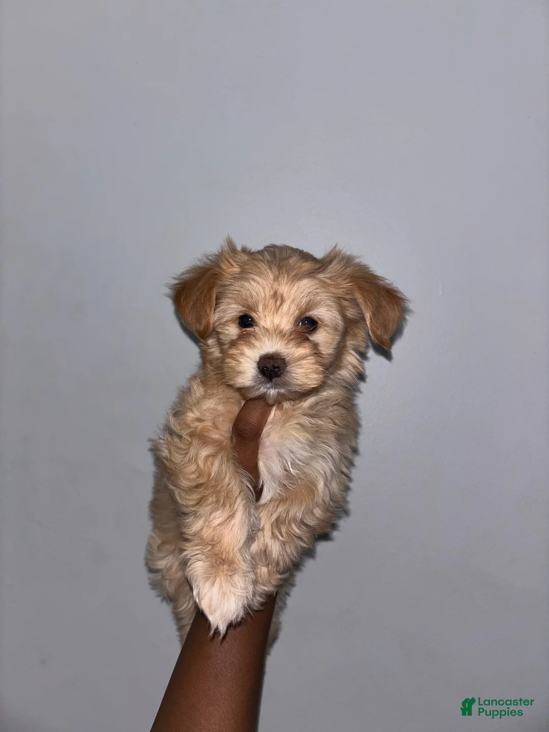 Yorkshire Terrier dogs for sale: Yorkshire Terrier Puppy 4 - Ad 1