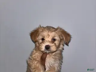 Yorkshire Terrier dogs for sale: Yorkshire Terrier Puppy 4 - Ad 2