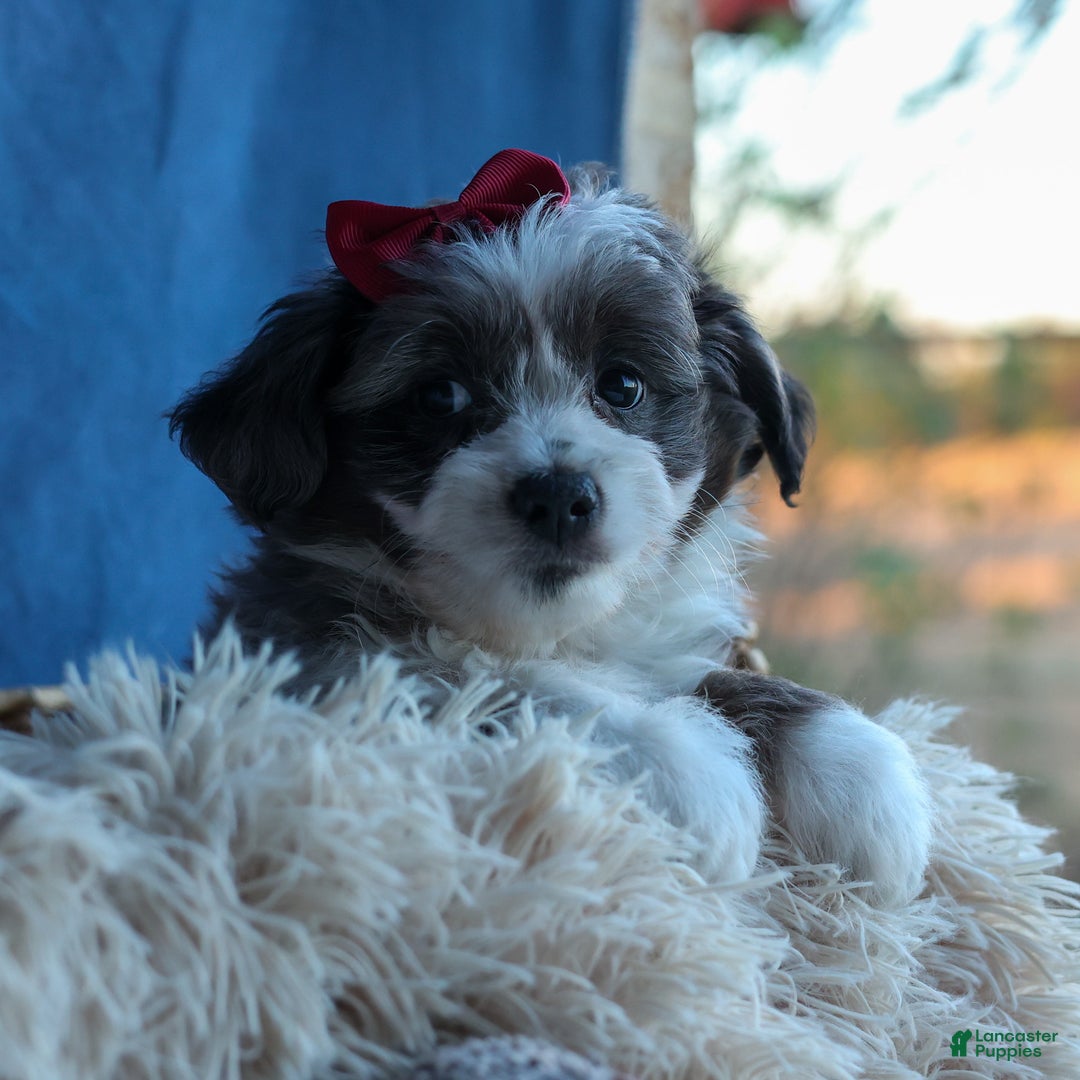 Mini Aussiedoodle dogs for sale: LEON - Ad 17